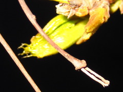 Acer pictum mono