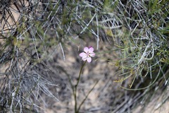 Burchardia rosea