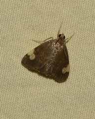 Evergestis unimacula