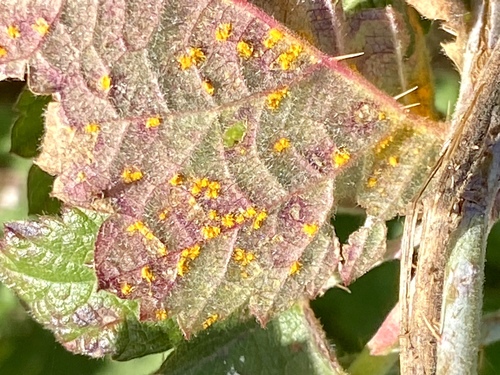 iNaturalist observation photo of Phragmidiaceae