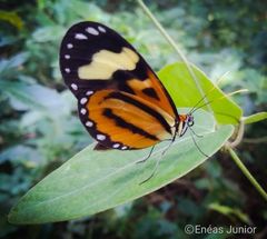 Hypothyris euclea laphria