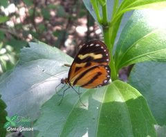 Hypothyris euclea nina