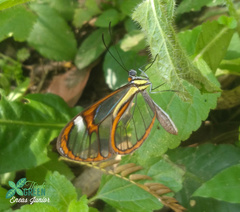 Ithomia agnosia zikani