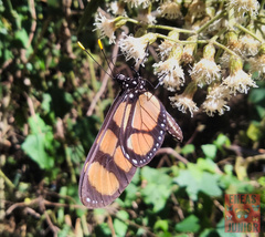 Thyridia psidii cetoides