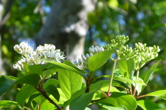 Cornus foemina