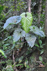 Anthurium tubualaense