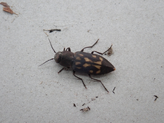 Melanophila consputa