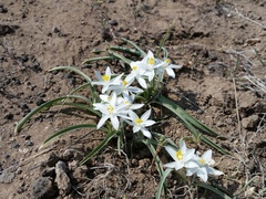 Leucocrinum montanum