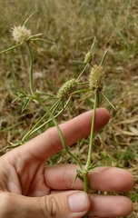 Eryngium coronatum