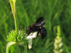 Xylocopa iris