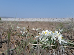 Leucocrinum montanum