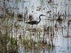 Egretta tricolor image