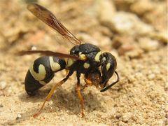 Parodontodynerus ephippium