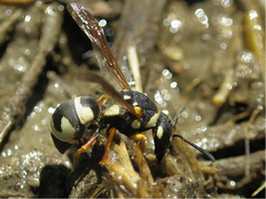 Parodontodynerus ephippium