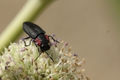 Romanophora verecunda