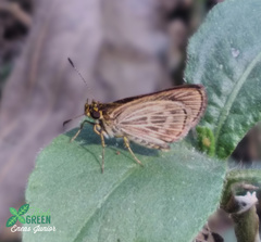 Callimormus interpunctata