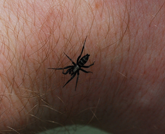 Sernokorba pallidipatellis