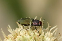 Bilyaxia cupriceps