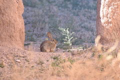 Sylvilagus audubonii