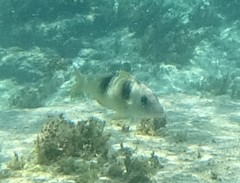 Parupeneus crassilabris