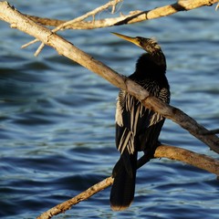 Anhinga anhinga