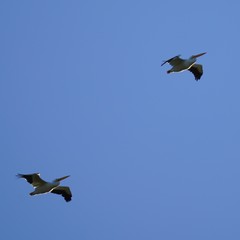 Pelecanus erythrorhynchos