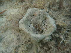 Ircinia campana