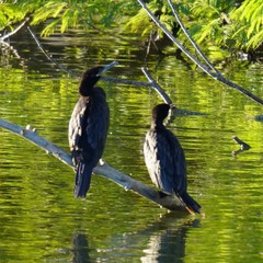 Nannopterum brasilianum