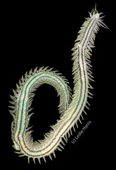 Eulalia gracilior