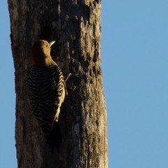 Melanerpes aurifrons