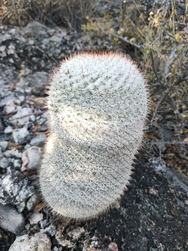 Mammillaria haageana