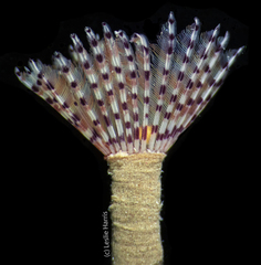 Bispira pacifica