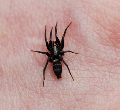 Sernokorba pallidipatellis