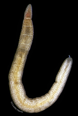 Cerebratulus lineolatus