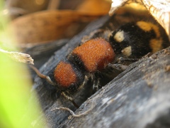 Ronisia brutia