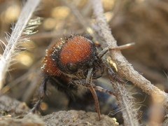 Ronisia brutia