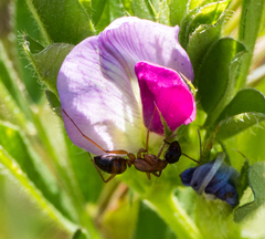 Camponotus semitestaceus