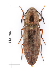 Actenicerus cuprascens