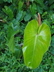 Philodendron erubescens