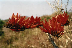 Erythrina stricta