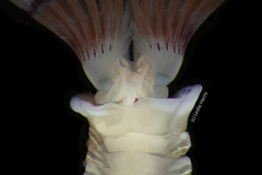 Bispira pacifica