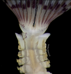Bispira pacifica