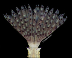 Bispira pacifica