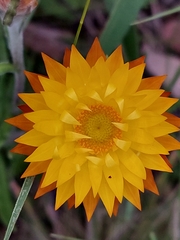 Xerochrysum subundulatum