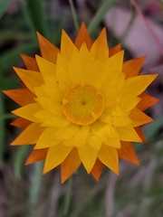 Xerochrysum subundulatum
