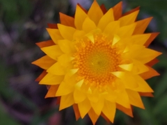 Xerochrysum subundulatum