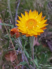 Xerochrysum subundulatum