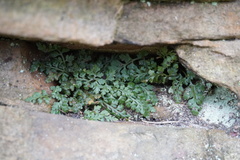 Asplenium montanum image