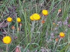 Xerochrysum subundulatum