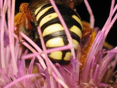Icteranthidium laterale